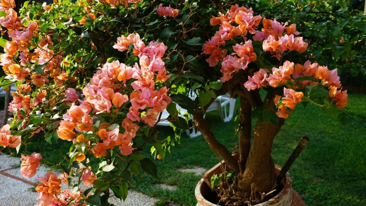 Villa Megna - Green Paradise B&B Palermo Kültér fotó